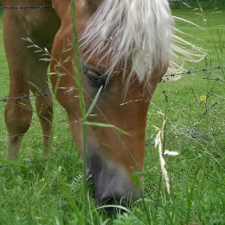 Zur Alten Schmiede Bauernhof *